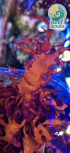 Marine macro algae - ,, true