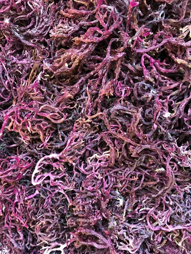 Purple organic sea moss - purple,