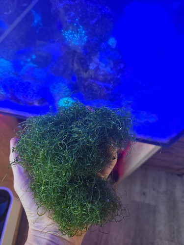 Live chaetomorpha algae macro - chaetomorpha,