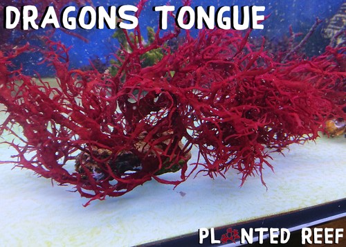 Dragons tongue macro algae - tongue,