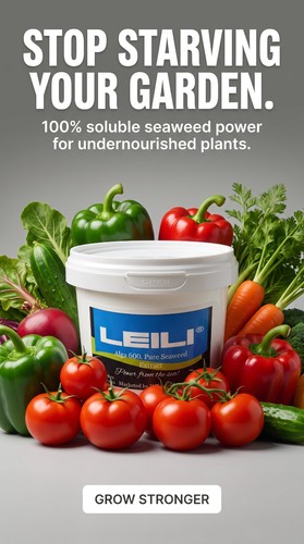 Leili alga 600 concentrated - alga,