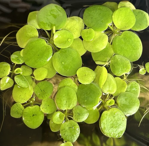 Very healthy frogbit - very,