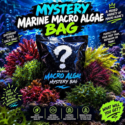 Mystery marine macro algae bag - mystery,