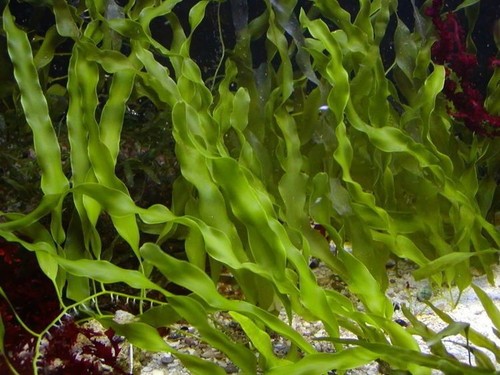 Caulerpa prolifera macro algae - macro,