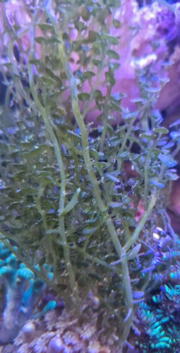 Marine macro algae - ,, caulerpa