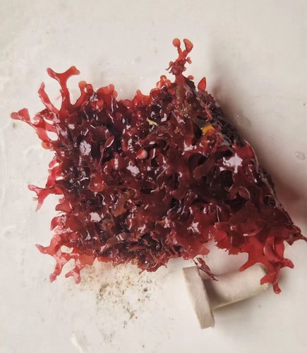 Marine macro algae - macro, gracilaria
