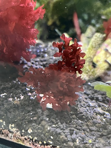 Gracilaria red pom - pom, macro