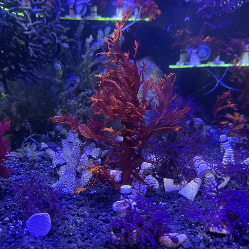 Marine macro algae dragons - marine,