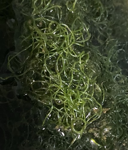 Cheato macro algae - macro,