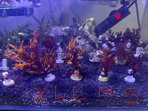 Marine macro algae dragons - macro,