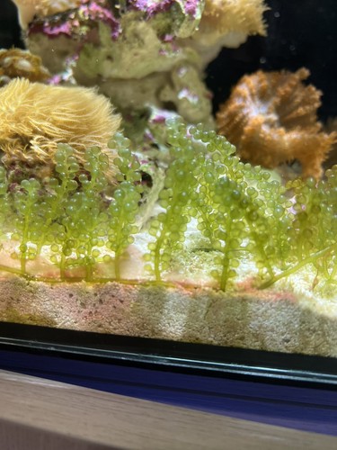 Caulerpa cylindracea green - cylindracea,