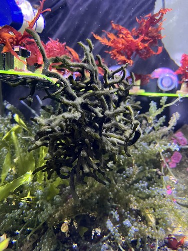 Codium frag macro algae - on,