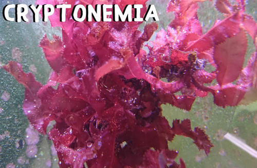 Cryptonemia crenulata macro - crenulata, |