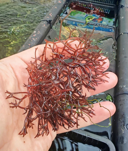 Red ogo gracilaria - gracilaria, macroalgae