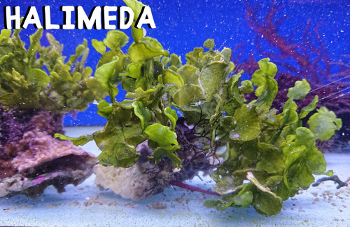 Halimeda cactus algae - halimeda, algae"