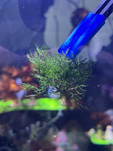 Cladophora prolifera - cladophora,