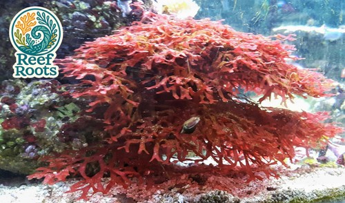 Marine macro algae