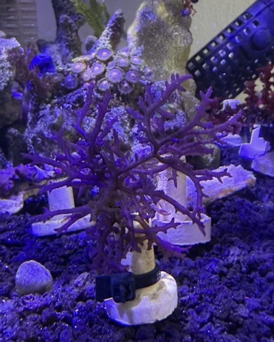 Marine macro algae - ,, hypnea