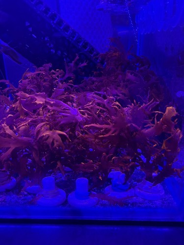 Marine macro algae dragons - marine,