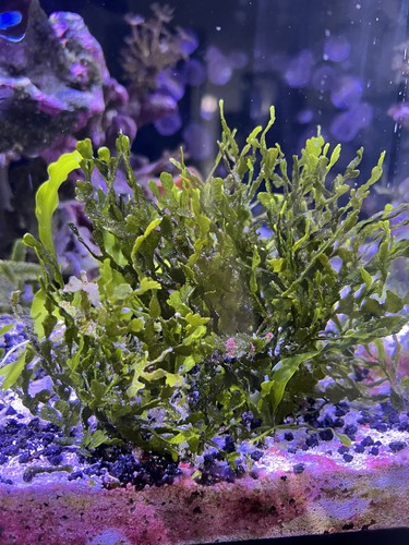 Marine macro algae - macro, algae,