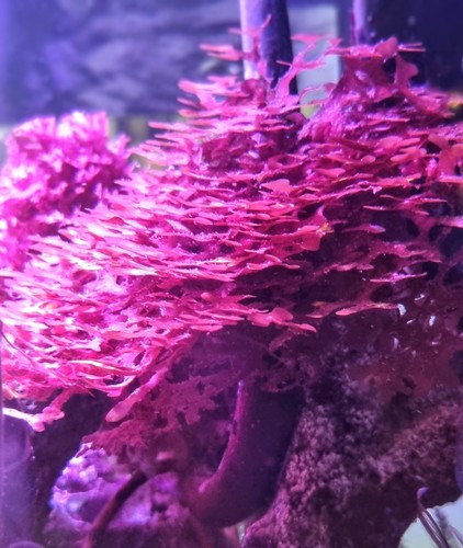 Marine macro algae gracillaria - macro,