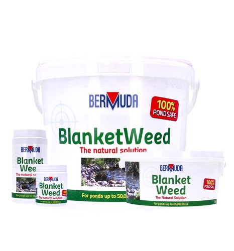Bermuda blanketweed treatment - blanketweed,