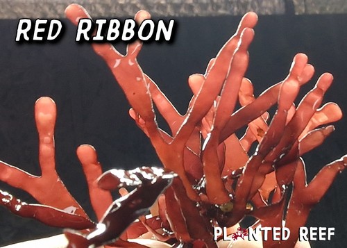 Red ribbon frag macro algae - frag,